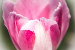 Angela-Gauld-6_Tulips
